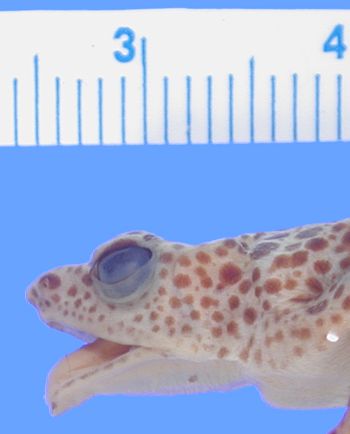 Media type: image; Herpetology A-8538